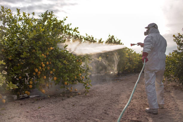 Best Best Pest Control Companies  in Siloam Springs, AR