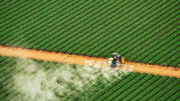 Wasp Removal Services in Siloam Springs, AR
