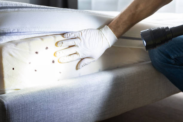 Best Mosquito Control Services  in Siloam Springs, AR
