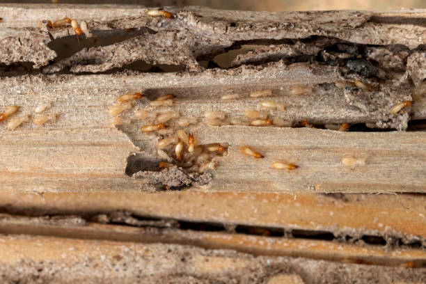 Best Rat Extermination Near Me  in Siloam Springs, AR